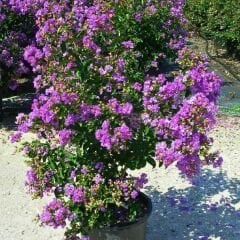 Oya Ağacı Fidanı – Logerotroimia