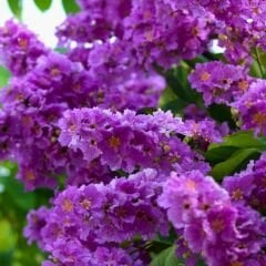 Oya Ağacı Fidanı – Logerotroimia