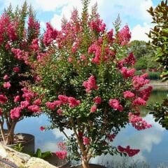 Oya Ağacı Fidanı – Logerotroimia