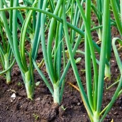 Taze Soğan Tohumu Geleneksel Beyaz Bilek – Yeşil soğan