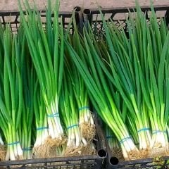 Taze Soğan Tohumu Geleneksel Beyaz Bilek – Yeşil soğan