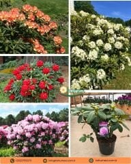 Rhododendron – Orman Gülü - Q20 saksıda - 40/60 cm