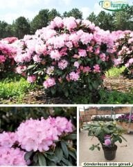 Rhododendron – Orman Gülü - Q20 saksıda - 40/60 cm kırmızı