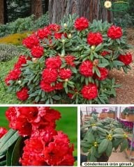 Rhododendron – Orman Gülü - Q20 saksıda - 40/60 cm