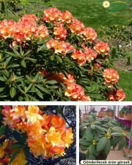 Rhododendron – Orman Gülü - Q20 saksıda - 40/60 cm