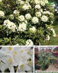 Rhododendron – Orman Gülü - Q20 saksıda - 40/60 cm kırmızı