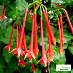 Arap Küpesi Çiçeği Saksıda – Fuchsia Triphylla