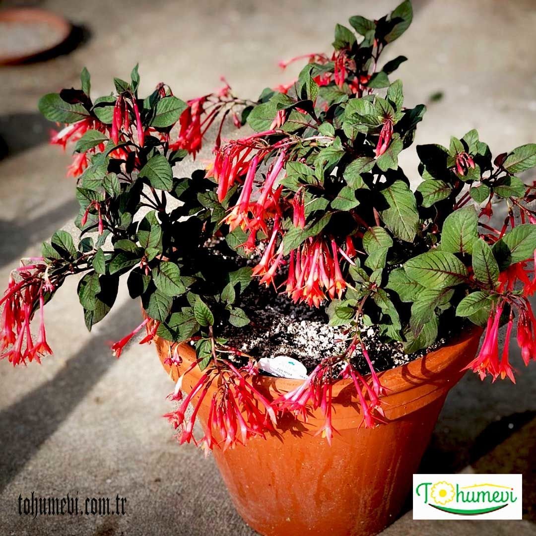 Arap Küpesi Çiçeği Saksıda – Fuchsia Triphylla