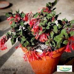 Arap Küpesi Çiçeği Saksıda – Fuchsia Triphylla