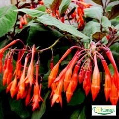 Arap Küpesi Çiçeği Saksıda – Fuchsia Triphylla