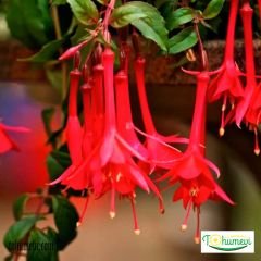 Arap Küpesi Çiçeği Saksıda – Fuchsia Triphylla