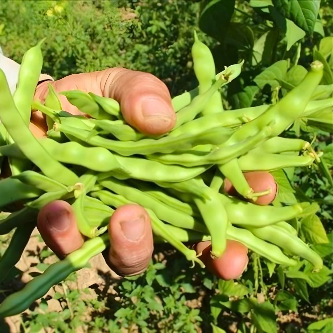 Fasulye Tohumu – Ayşe Kadın (Oturak)