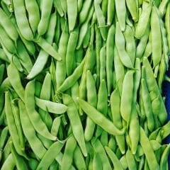 Fasulye Tohumu – Ayşe Kadın (Oturak)