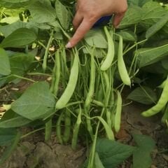 Fasulye Tohumu – Ayşe Kadın (Oturak)