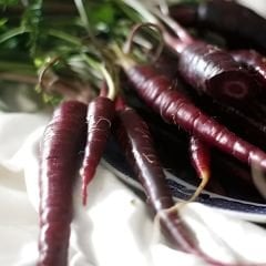 Siyah Havuç Tohumu Geleneksel – Pusa Asita Black Carrot