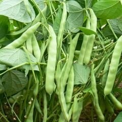 Fasulye Tohumu – Boncuk Ayşe (Oturak)