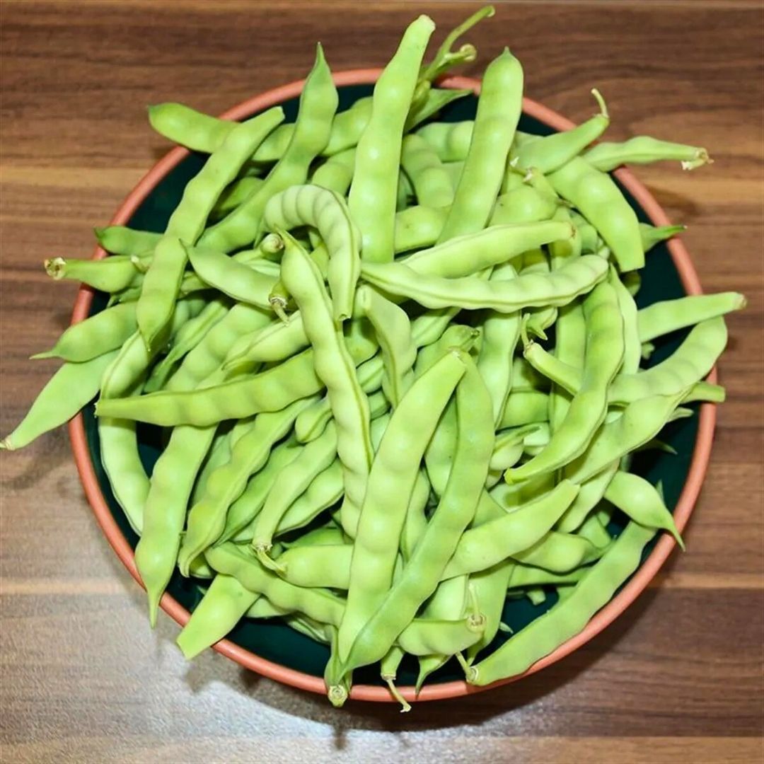 Fasulye Tohumu – Boncuk Ayşe (Oturak)