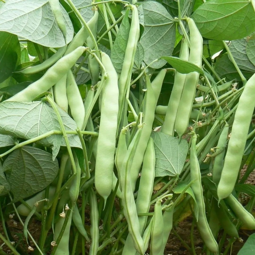 Fasulye Tohumu – Sarıkız (Oturak)