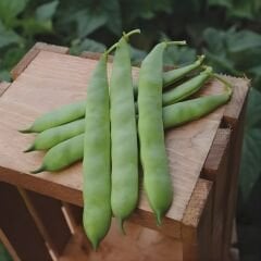 Fasulye Tohumu – Sarıkız (Oturak)