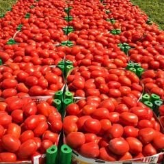 Domates Tohumu – Salçalık