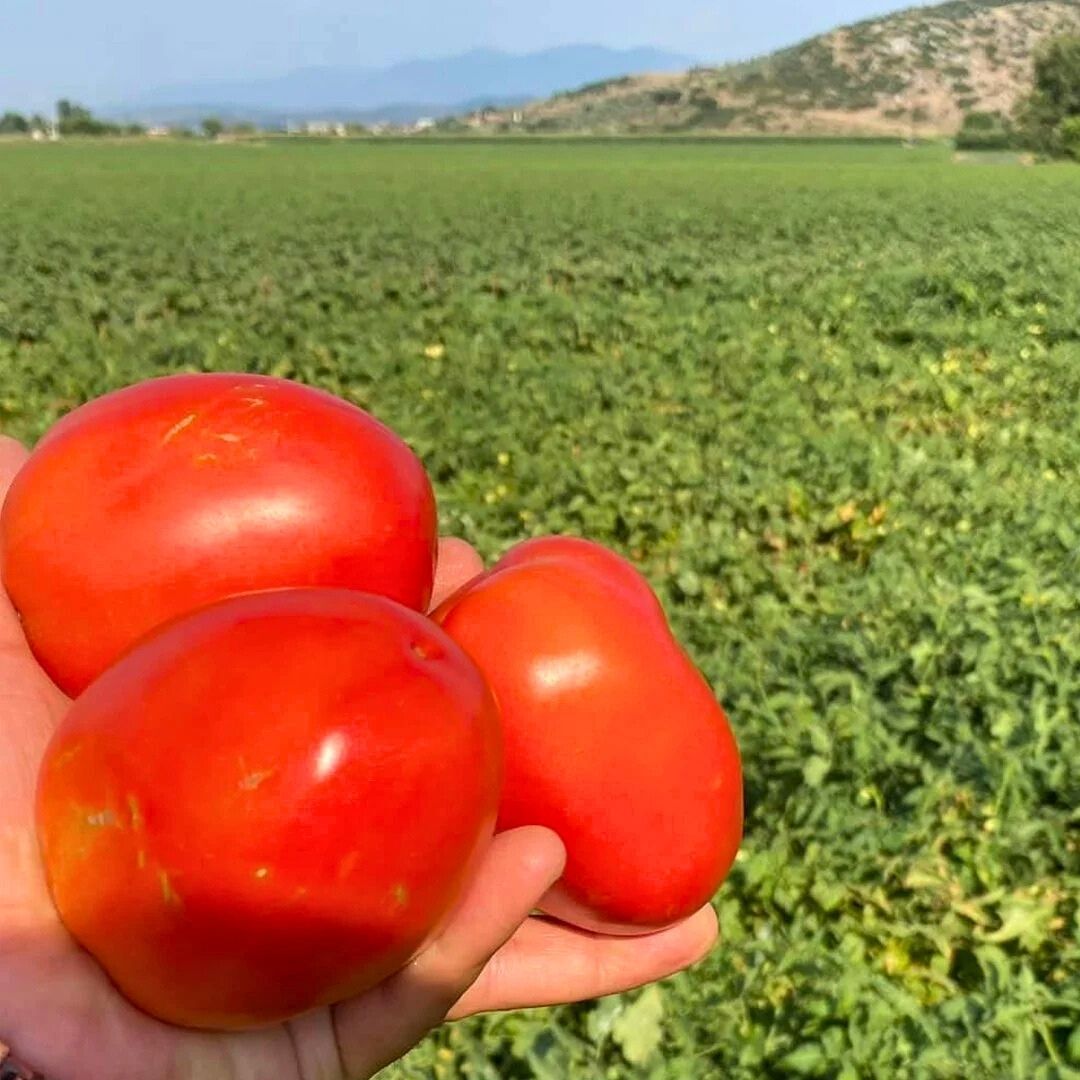 Domates Tohumu – Salçalık