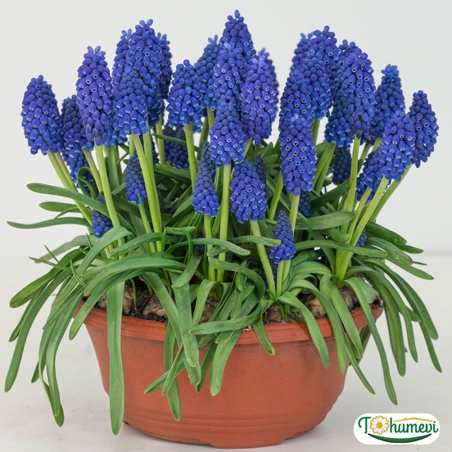 Üzüm Sümbülü Soğanı – Armeniacum - Muscari