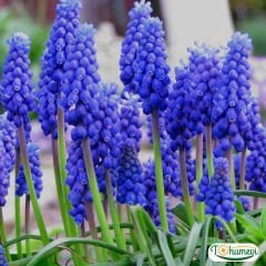 Üzüm Sümbülü Soğanı – Armeniacum - Muscari