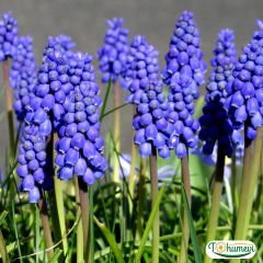 Üzüm Sümbülü Soğanı – Armeniacum - Muscari