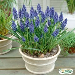 Üzüm Sümbülü Soğanı – Armeniacum - Muscari