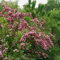 Vangelya Fidanı - Gelin Tacı Ağacı