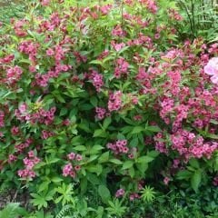 Vangelya Fidanı - Gelin Tacı Ağacı