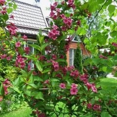 Vangelya Fidanı - Gelin Tacı Ağacı