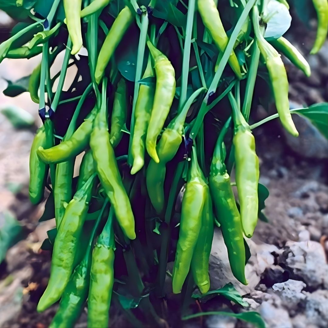 Cin Biber Tohumu (Aşağı Sarkan – Salkım Tip) Geleneksel