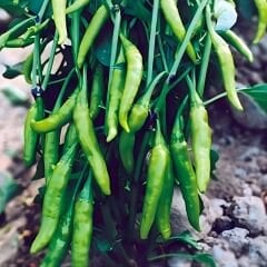 Cin Biber Tohumu (Aşağı Sarkan – Salkım Tip) Geleneksel