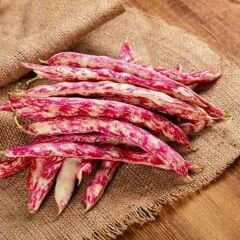 Barbunya Tohumu (Sırık) - Dragon