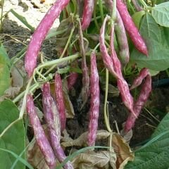 Barbunya Tohumu (Sırık) - Dragon