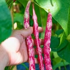 Barbunya Tohumu (Sırık) - Dragon