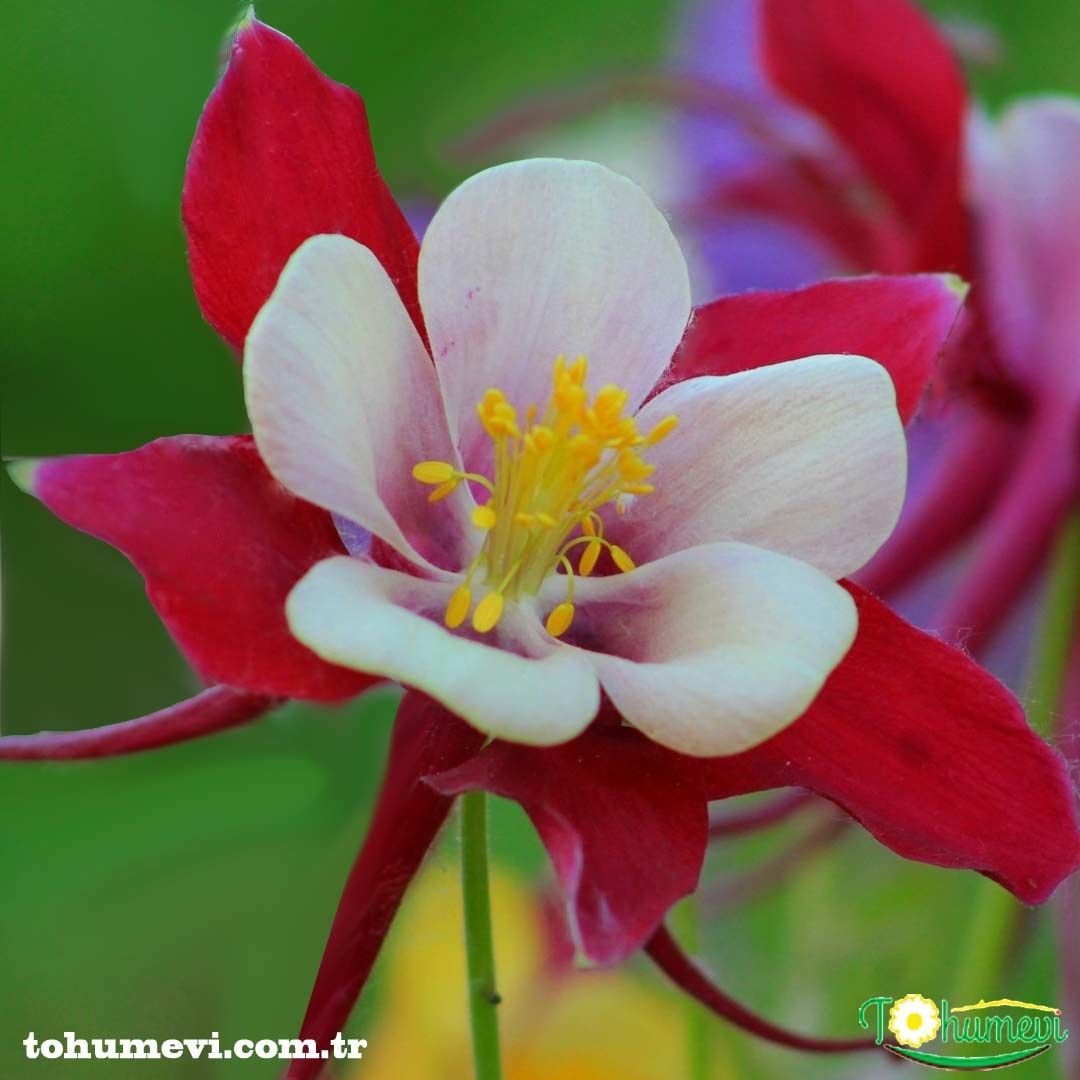 Haseki Küpesi Çiçeği Tohumu  Aquilegia  Vulgaris