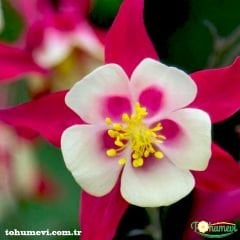 Haseki Küpesi Çiçeği Tohumu  Aquilegia  Vulgaris