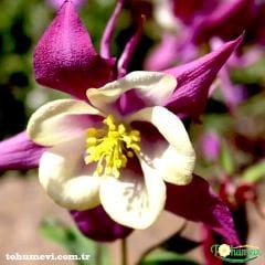 Haseki Küpesi Çiçeği Tohumu  Aquilegia  Vulgaris