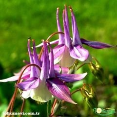Haseki Küpesi Çiçeği Tohumu  Aquilegia  Vulgaris