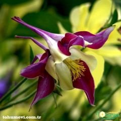 Haseki Küpesi Çiçeği Tohumu  Aquilegia  Vulgaris