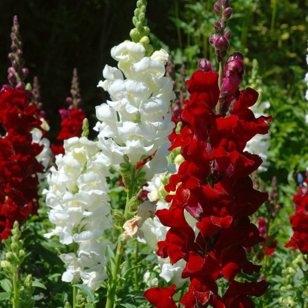Aslanağzı Çiçeği - Antirrhinum Majus Tohumu