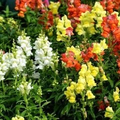 Aslanağzı Çiçeği - Antirrhinum Majus Tohumu