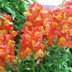 Aslanağzı Çiçeği - Antirrhinum Majus Tohumu