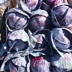 Kırmızı Lahana Tohumu - Geleneksel