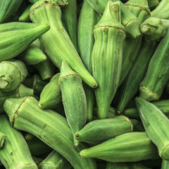 Bamya Tohumu – Kısa Japon