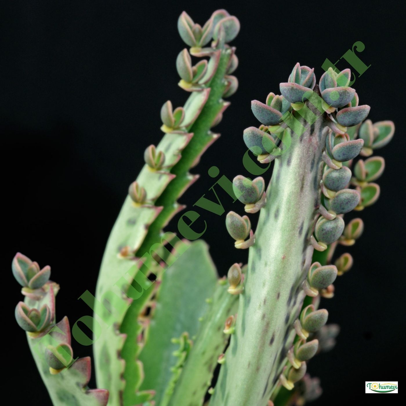 ﻿Aşkın Gözyaşları Çiçeği - Kalanchoe Daigremontiana