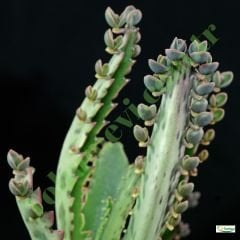 ﻿Aşkın Gözyaşları Çiçeği - Kalanchoe Daigremontiana