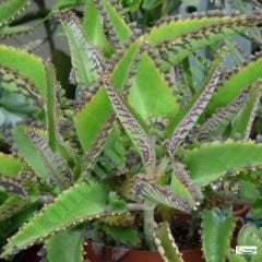 ﻿Aşkın Gözyaşları Çiçeği - Kalanchoe Daigremontiana